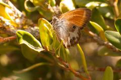 Coenonympha-arcania1