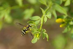 Xanthogramma-pedissequum