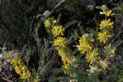Astragalus alopecuroides