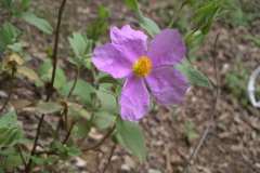 Cistus-albidus1