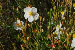 Cistus-clusii2