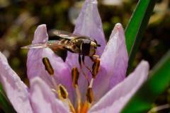 Colchium-triphyllum_sirfid