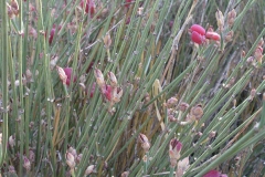 Ephedra-distachya