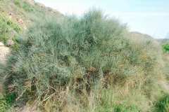 Ephedra-nebrodensis