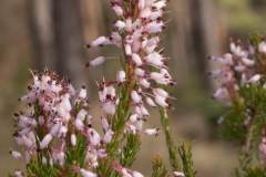 Erica multiflora, inflorescencia