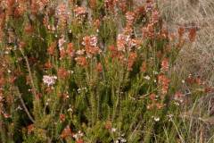Erica multiflora