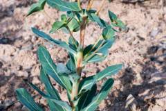 Euphorbia isatidifolia
