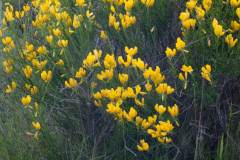 Genista biflora
