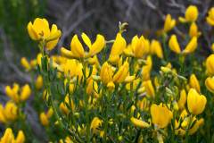 Genista biflora