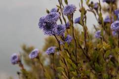 Globularia alypum
