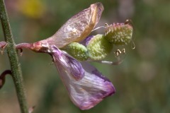 Hedysarum humile, legumbre en formación