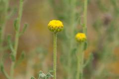 Santolina chamaecyparissus ssp. squarrosa