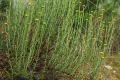 Santolina chamaecyparissus ssp. squarrosa