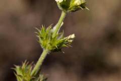Sideritis scordioides