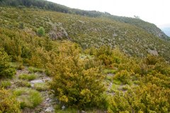 Bojeda (matorral de Buxus sempervirens) montana (Al. Quercion pubescenti-petraeae, Rhamno saxatilis-Buxetum.  HIC: 32.641+). Serra del Boumort. Cataluña.