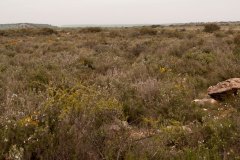 Matorral xérofilo, calcícola de Salvia rosmarinus y Genista bifolia, con Rhamnus lycioides (romeral, brolla de romer, Al.Rosmarino-Ericion, HC:32.4L+). Les Garrigues, Cataluña.