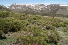 Piornal subalpino (balegar, matorral de Cytisus oromediterraneus. Al. Genistion europaeae, HIC: 31.84222+).. Pirineos. Cataluña