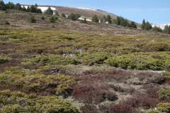 Enebral rastrero (matorral de Juniperus communis ssp. nana con Calluna vulgaris y Cytisus oromediterraneus) subalpino (HIC:31.84221+). Pirineos. Cataluña