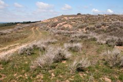 Matorral halonitrófilo de Salsola vermiculata y Artemesia herba-alba con Atriplex halimus (Al. Salsolo-Peganion,  Salsolo vermiculatae-Artemisetum herbaalbae, HIC:15.721). Cataluña.