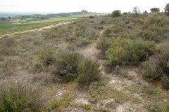 Matorral (brolla) gipsícola con Salvia rosmarinus y Gypsophila hispanica. (Al. Gysophilion hispanicae). La Noguera. Cataluña