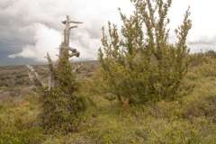 Matorral postrado de Arctostaphylos uva-ursi y Buxus sempervirens de pre-pirineo. (H.Corine: 32.66+). Serra del Boumort. Cataluña