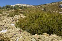 Erizonal (matorral, xeroacántico, pulvinular de Echinospartum horriduma) con Buxus sempervirens (HIC: 31.71). Sierra de Guara, Aragón