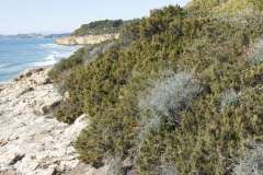 Sabinar litoral de Juniperus phoenicea ssp. turbinata (Juniperetum lyciae, HIC: 5210). Tarragona. Cataluña.