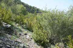 Matorral montano de Amellanchier ovalis y Buxus sempervirens. (Al. Quercion pubescenti-petraeae, Rhamno saxatilis-Buxetum. HIC:5110; HCorine:31.812). Serra del Boumort, Cataluñá)