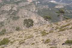 Matorral pulvinular de Erinacea anthyllis (HIC: 31.744). Penyagolosa. Comunidad Valenciana
