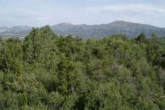 Sardas con abundancia de Juniperus phoenicea con Buxus sempervirens y J. oxycedrus (Buxo sempervirentis-Juniperetum phoeniceae, H.Corine: 32.1321; HIC:5210). Sierra de Guara, Aragón