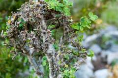 CytisusBrost