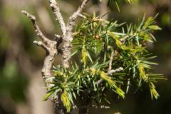 JuniperusBrost