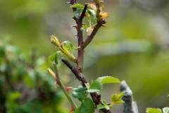 Rosa_Sp-brost
