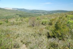 Garriga (matorral de Quercus coccifera y Pistacia lenticus, con Erica multiflora y Salvia rosmarinus) termofila invadida por Ampelodesmos mauritanica, afectada por sequia y Lymantria dispar  (Al. Oleo-Ceratonion, Querco-Lentiscetum, HIC: 32.23). Serra del Garraf. Cataluña. Fecha fotografia: Mayo, 2016.