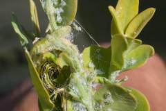 Cydalima-perspectalis_oruga